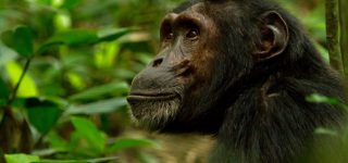 Chimpanzee Permits