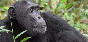 Chimpanzee Trekking Rules & Regulations