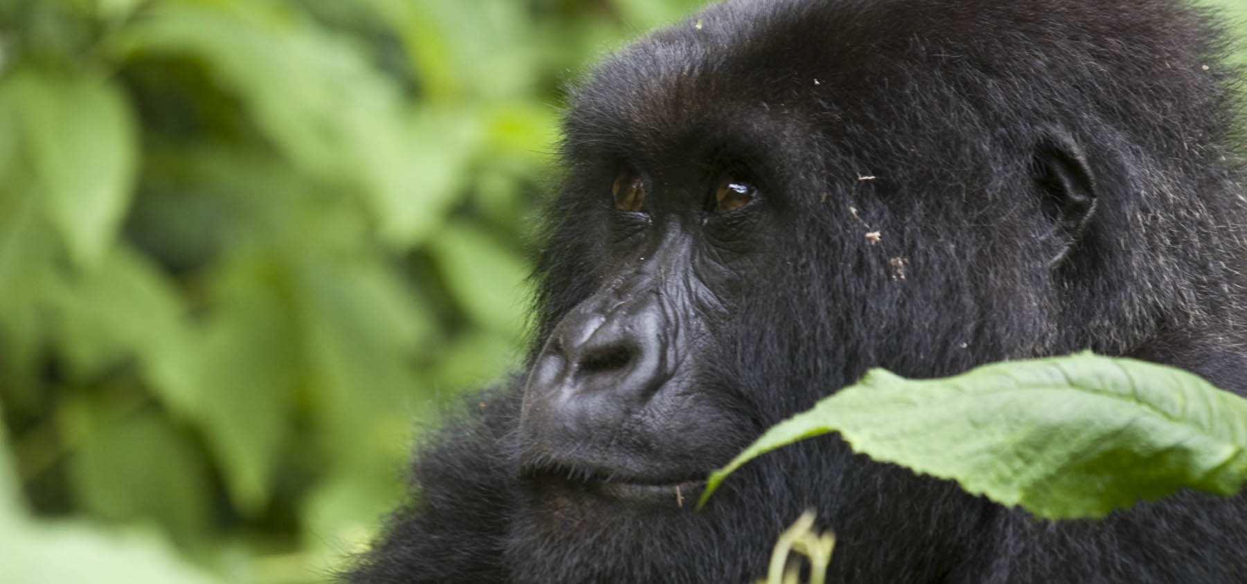 Uganda Gorilla trekking safari 2022