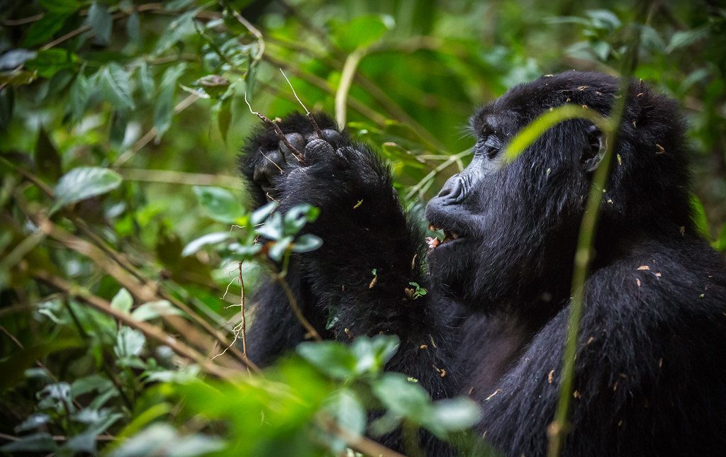 Gorilla trekking sectors in Bwindi impenetrable national park