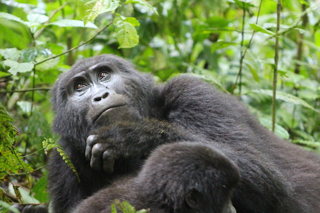 Budget gorilla trekking in Uganda 2024