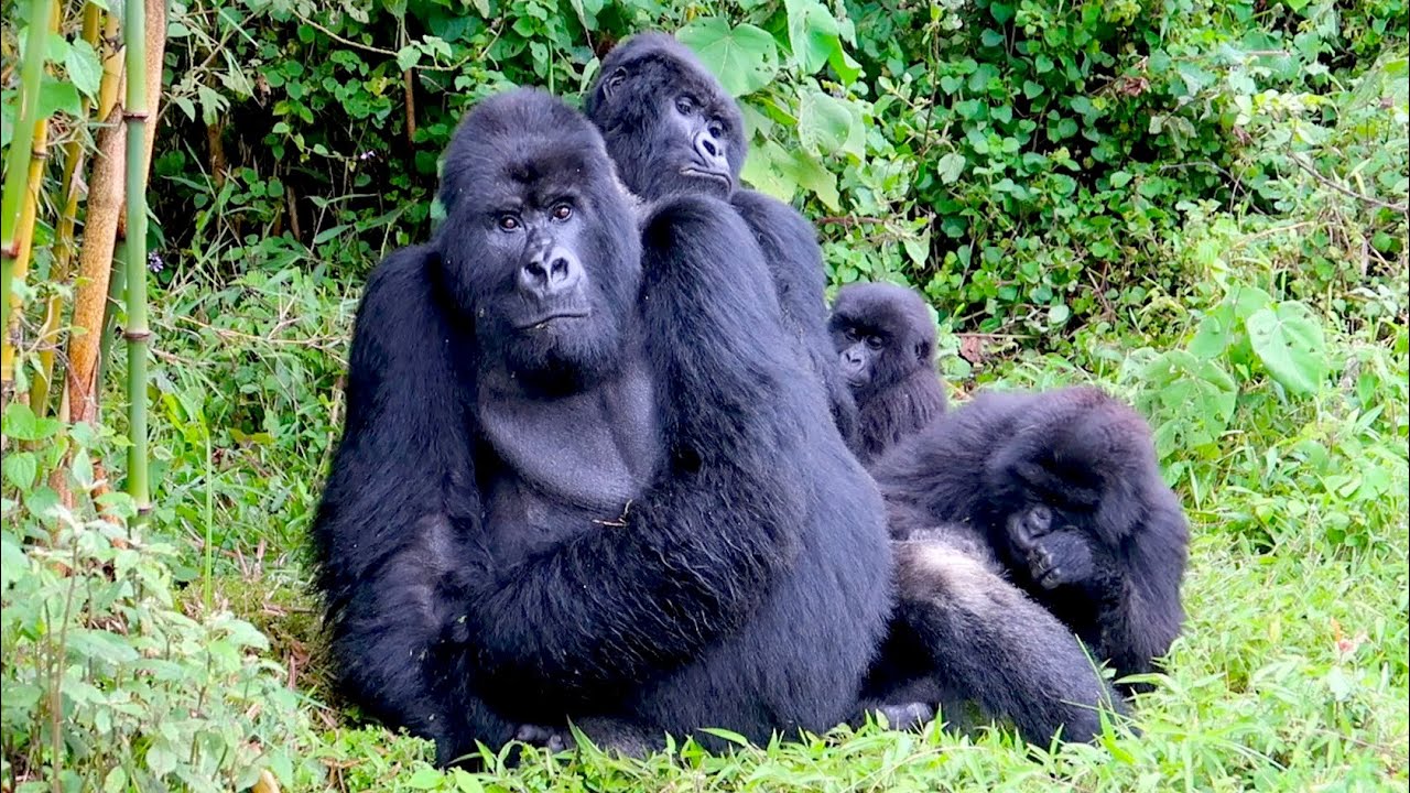 Gorilla trekking in Uganda, Rwanda and Congo