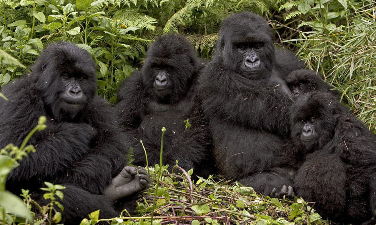 9 Days Uganda Big 5 and Primates Tour