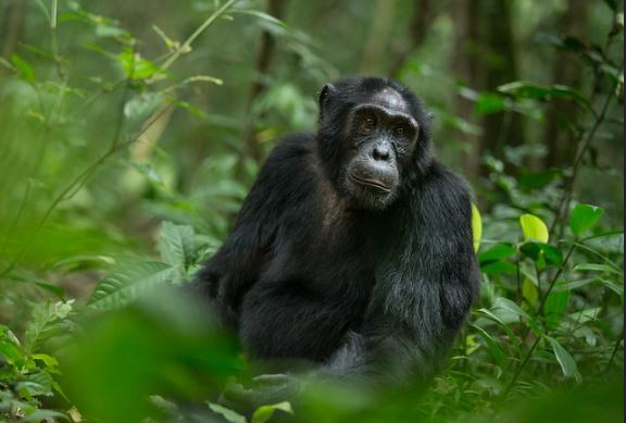 Chimpanzee trekking in Kibale forest national park