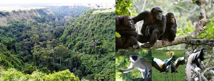 How Many Chimps Are In Kyambura Gorge?