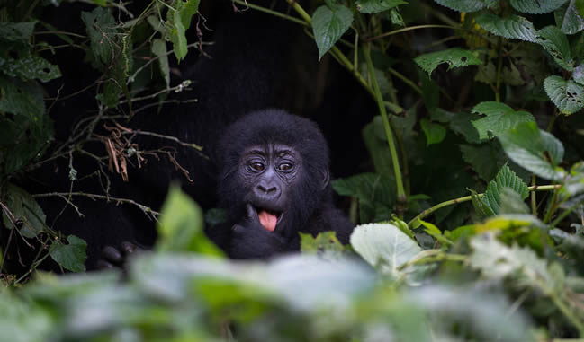 Gorilla Trekking Rules & Regulations