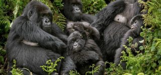 Gorilla Families in Congo