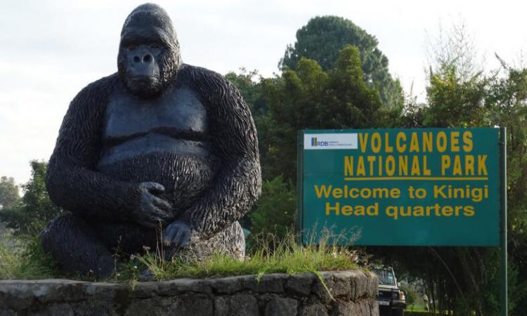 How to book gorilla trekking permits in Uganda and Rwanda