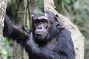5 Days Uganda Chimpanzee Experience