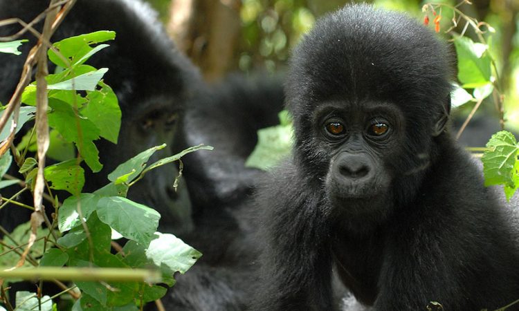 Gorilla trekking in Uganda 2023/2024
