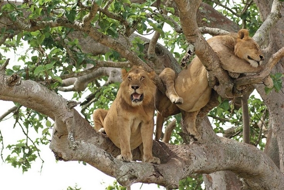 7 Days Uganda wildlife safari