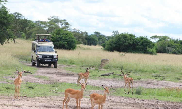 Top things to do in Lake Mburo national park  