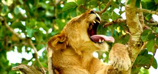 6 Days Murchison falls, Kibale and Queen Elizabeth safari