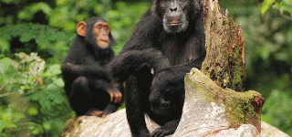 Chimpanzee trekking in Kibale forest national park