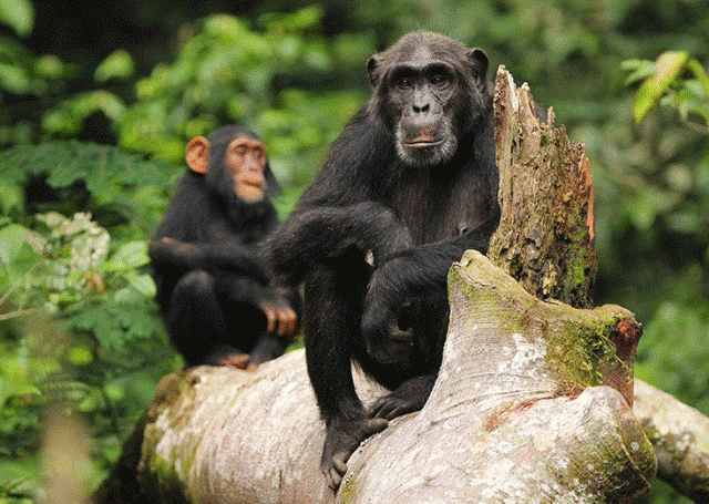 Chimpanzee trekking tours in Uganda