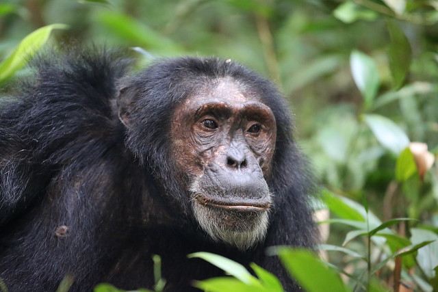5 Days Chimpanzee and Gorilla flying Safari