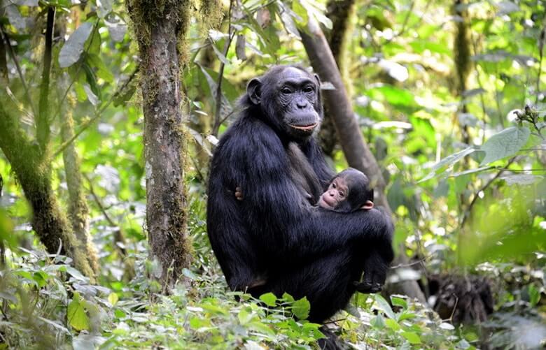 Best time to go for chimpanzee trekking in Uganda and Rwanda
