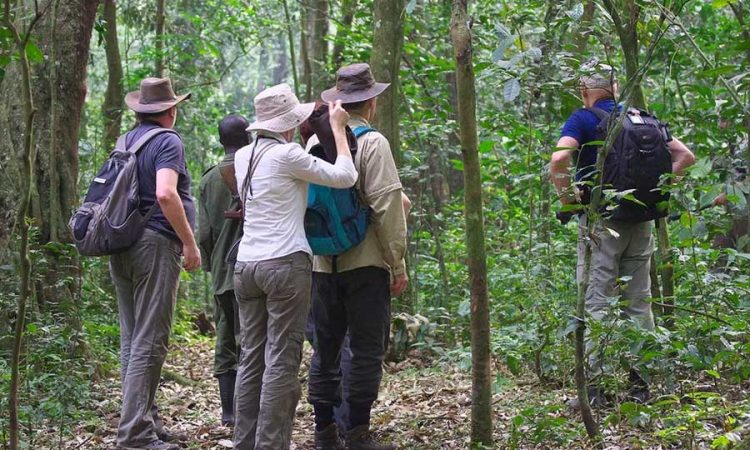 3 Days Chimpanzee trekking safari in Kibale forest national park