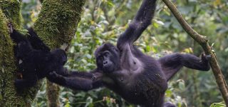 Uganda's Primate Encounters