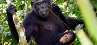 Chimpanzee trekking in Uganda cost and prices