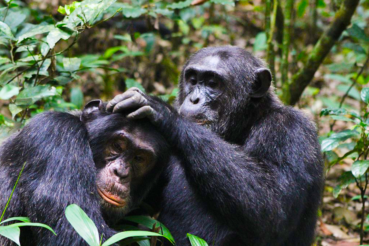 FAQs about chimpanzee habituation experience in Uganda 2024