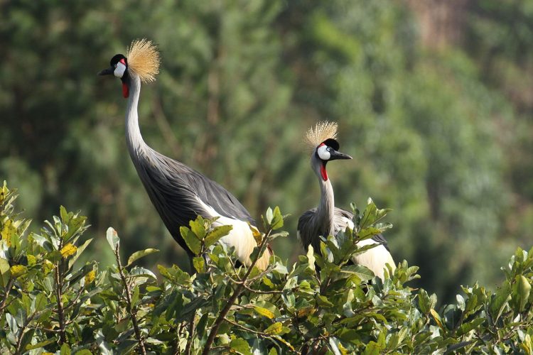 Bird Watching In Kibale Forest National Park