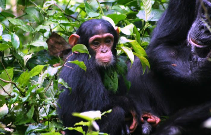 7 Days Uganda Rwanda primates safari