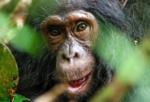 4 Days Chimpanzee Trekking And Habituation Safari